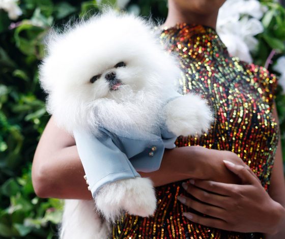 Pet Gala 2024: чьи звездные образы Института костюма повторили питомцы