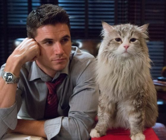 Ученые раскрыли тайну кошек цвета «соленой лакрицы»