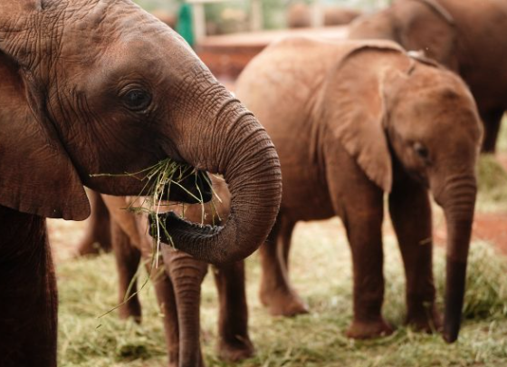 Удивительный факт: слоны придумывают друг другу имена, как люди