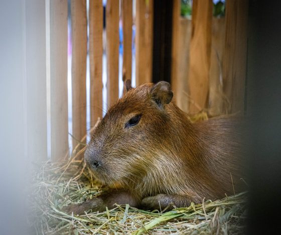 15 смешных мемов с капибарами на все случаи жизни