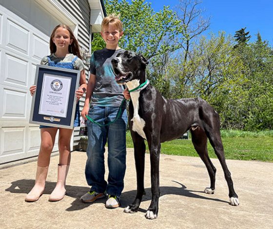 Умерла самая высокая собака в мире