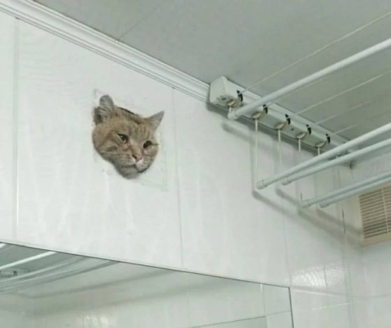В Сети стал мемом застрявший в вентиляции кот-пухляш