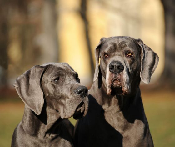 «Ему нравится быть в центре внимания»: датский дог Кевин стал самой высокой собакой в мире