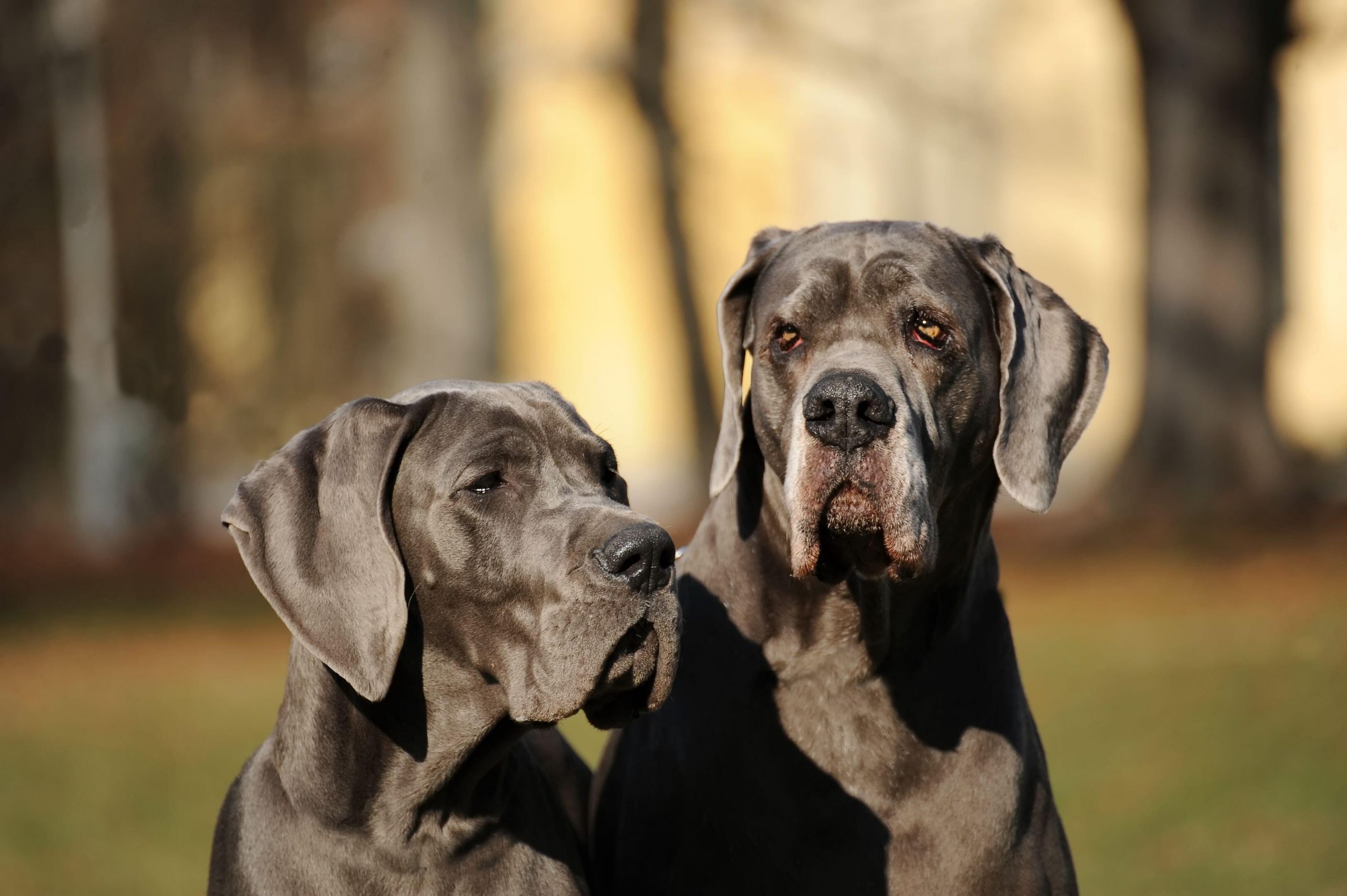 “He likes to be the center of attention”: Great Dane Kevin becomes the world’s tallest dog