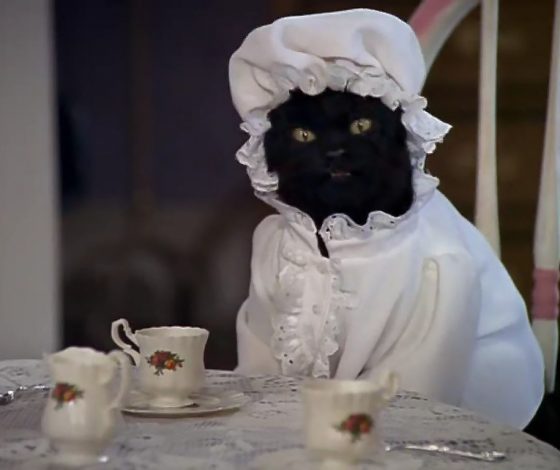 Дворняжка или британка: в TikTok сравнивают типажи девушек с породами кошек. Узнай, к какой относишься ты