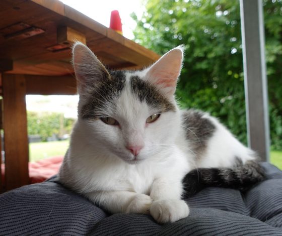 Кошка лишила хозяйку работы и годовой премии