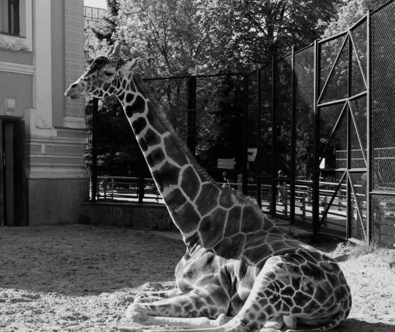 Умер легендарный жираф Самсон