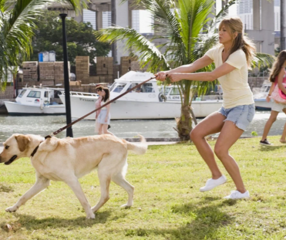 В Сети обсуждают новый тренд на «детские сады» для домашних животных