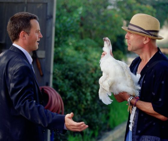 Курица вошла в Книгу рекордов Гиннесса: она умеет распознавать цифры, буквы и цвета