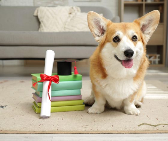 В Китае собаку лишили годовой премии из-за плохого поведения