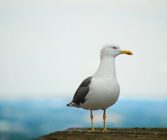 Чайке запретили заходить в магазин. Она украла около 30 пачек чипсов