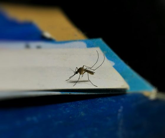 Будущее наступило: найден способ заживления укусов насекомых за 5 секунд