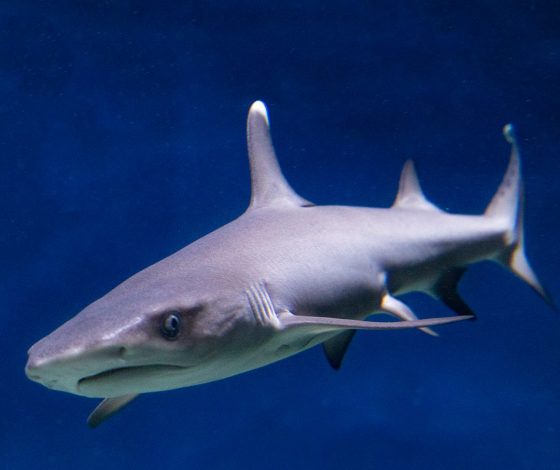 В московском океанариуме родился редкий акуленок: невозможно оторвать глаз