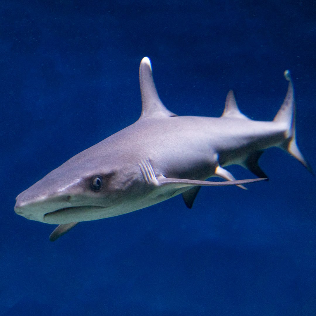 A rare shark cub was born in the Moscow Oceanarium: it is impossible to take your eyes off