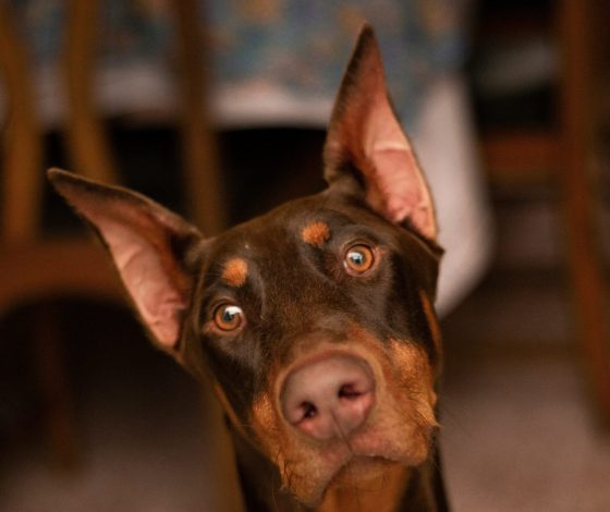 Доберман стал моделью и прославился на весь мир. Смотри видео