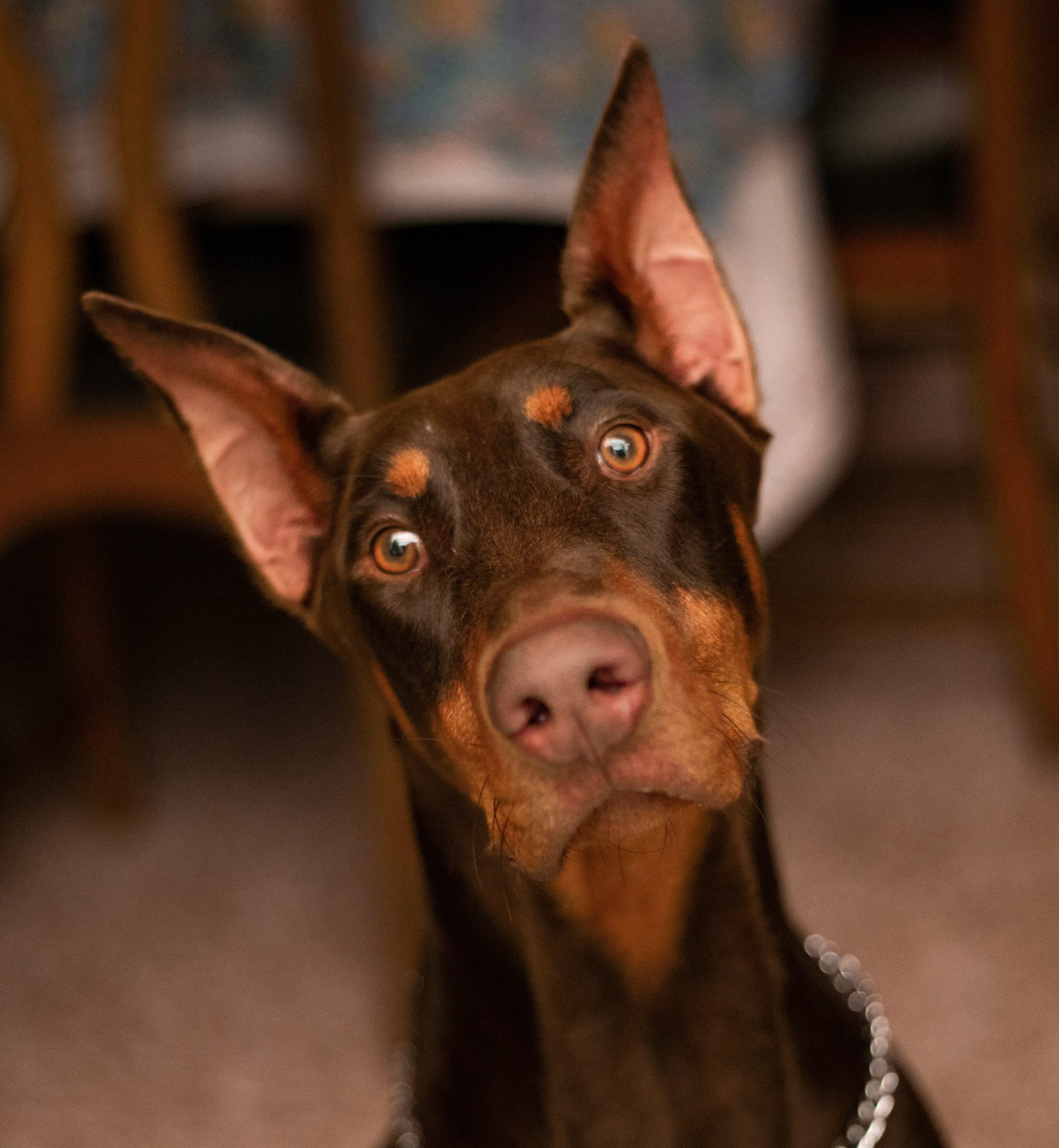 Russian scientists want to teach telepathy to animals