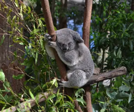 В заповеднике коал людям запретили брать животных на руки