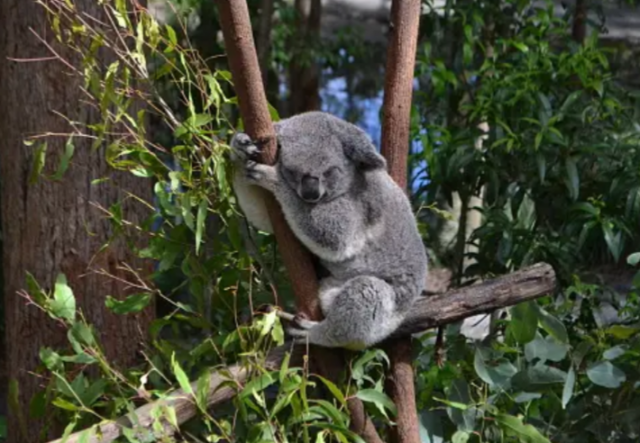 В заповеднике коал людям запретили брать животных на руки