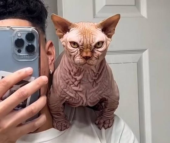 Не только bully cat: 6 опасных пород кошек, которые живут рядом с нами