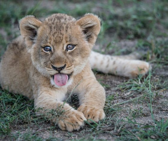 В Москве бросили истощенного львенка, но ему уже нашли новый дом