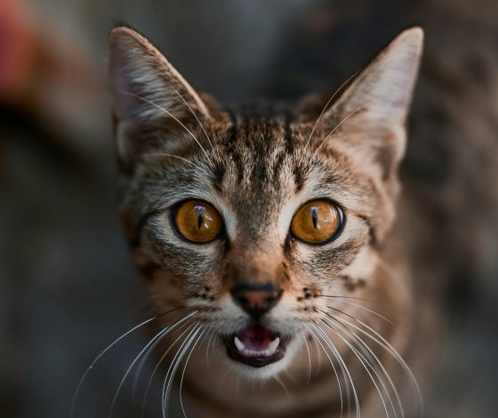 Почему кошки неожиданно замирают с открытым ртом