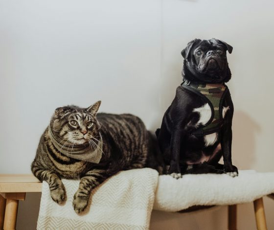 Исследование: хозяева собак оказались спокойнее кошатников