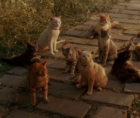 В Москве спасли 30 кошек. Хозяин держал их в тесном коридоре без света