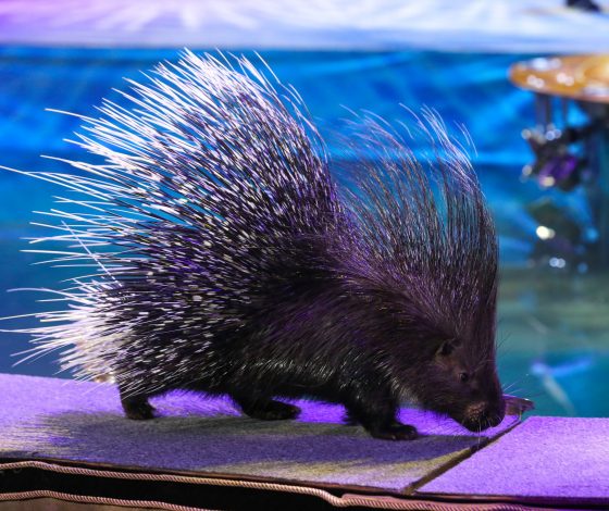 Дикобраз Ниф-Ниф сбежал из зоопарка, сделав подкоп. Смотри видео