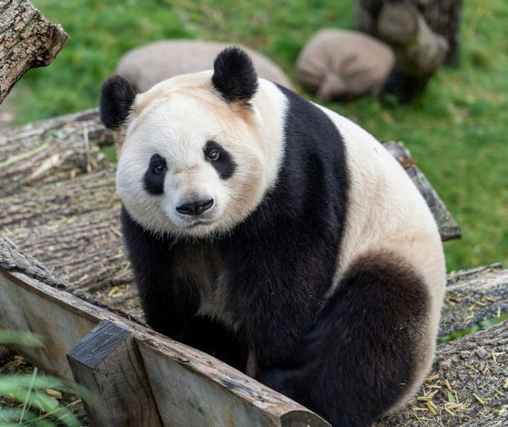 Панда стала мамой двойняшек после десяти лет неудач