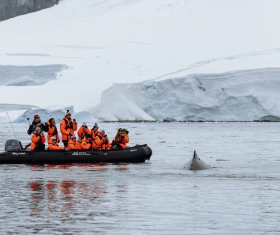 Баста, Евгений Чебатков и другие: кто тебя ждет в круизах по Антарктиде и Арктике