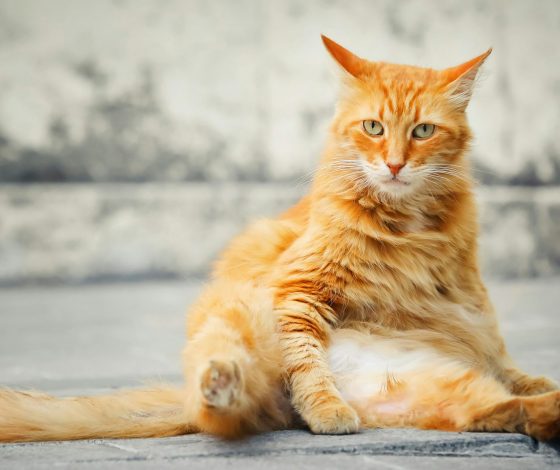 Кот научился «разговаривать» и стал звездой социальных сетей