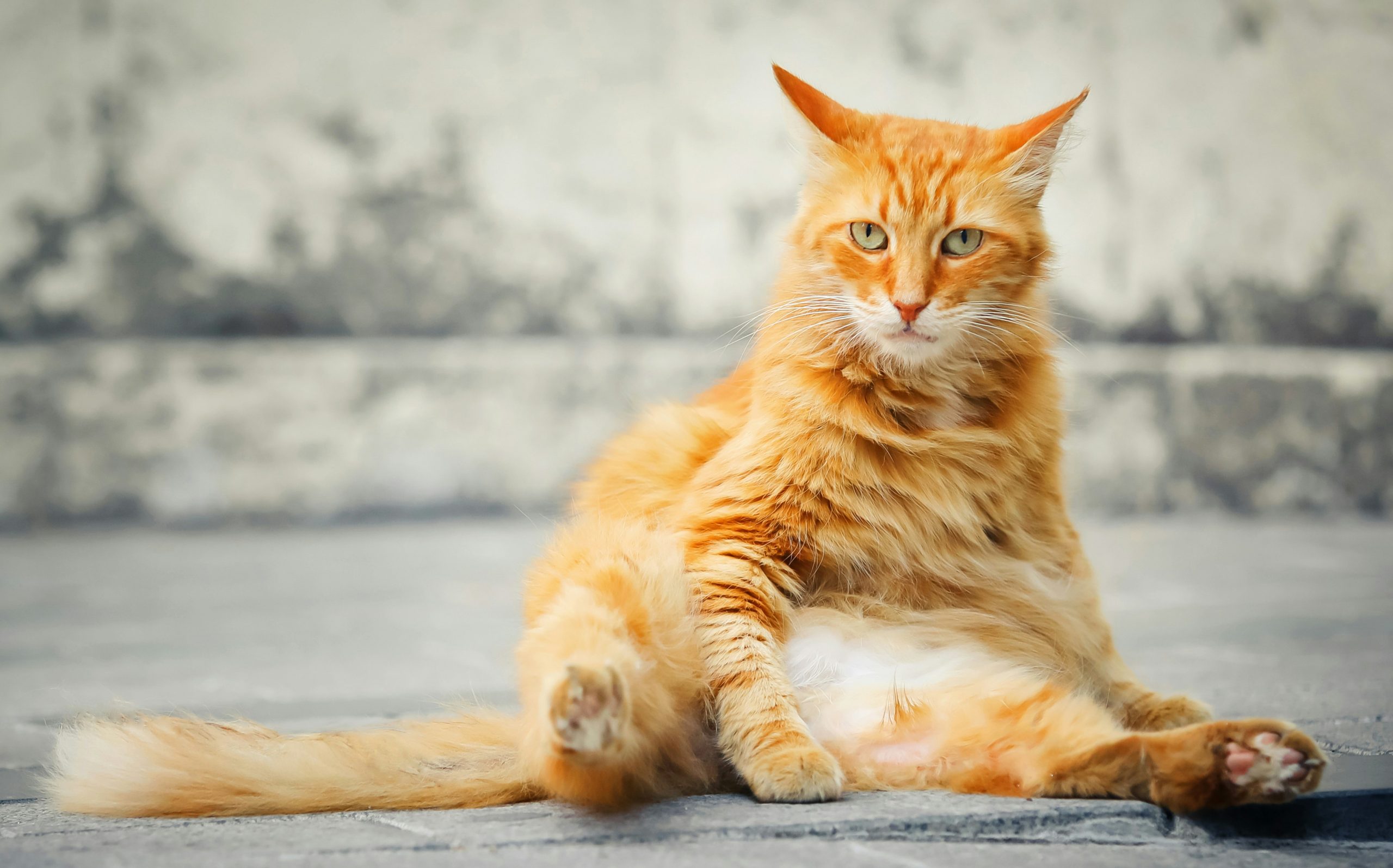 A Russian man got rich thanks to his cat