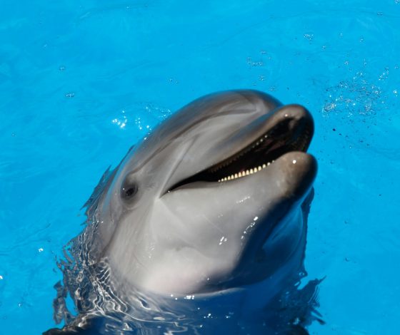 В Балтийском море нашли дельфина, который разговаривает сам с собой