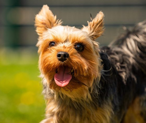 Москвичка отсудила у бывшего парня «лабутены», швейную машинку и собаку Беллу