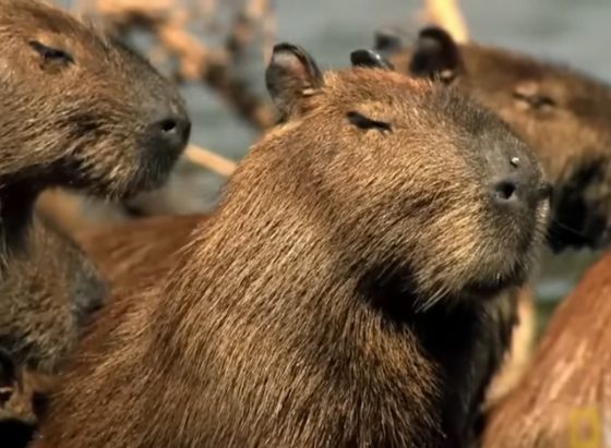 Рай на земле: в Москве откроют кафе с капибарами