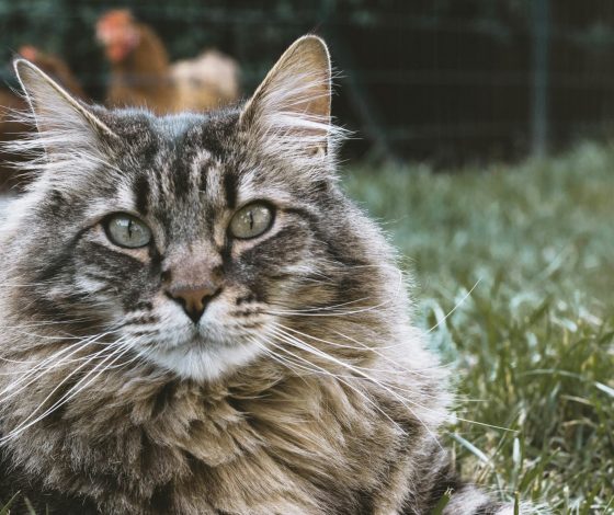 Новогодний тренд: из шерсти животных стали делать елочные игрушки