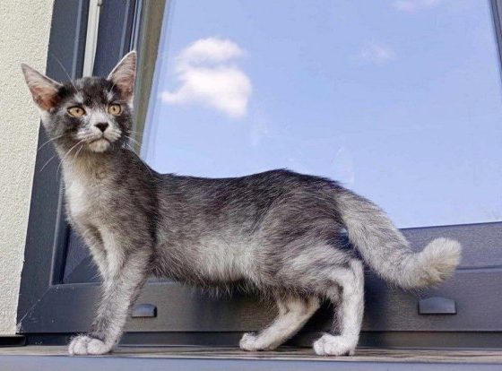 6 редких пород кошек, о которых ты мог не знать