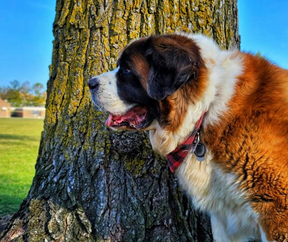 6 опасных пород собак, живущих рядом с нами