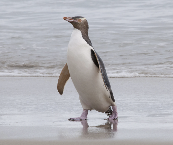 Желтоглазый и вонючий: названа птица года