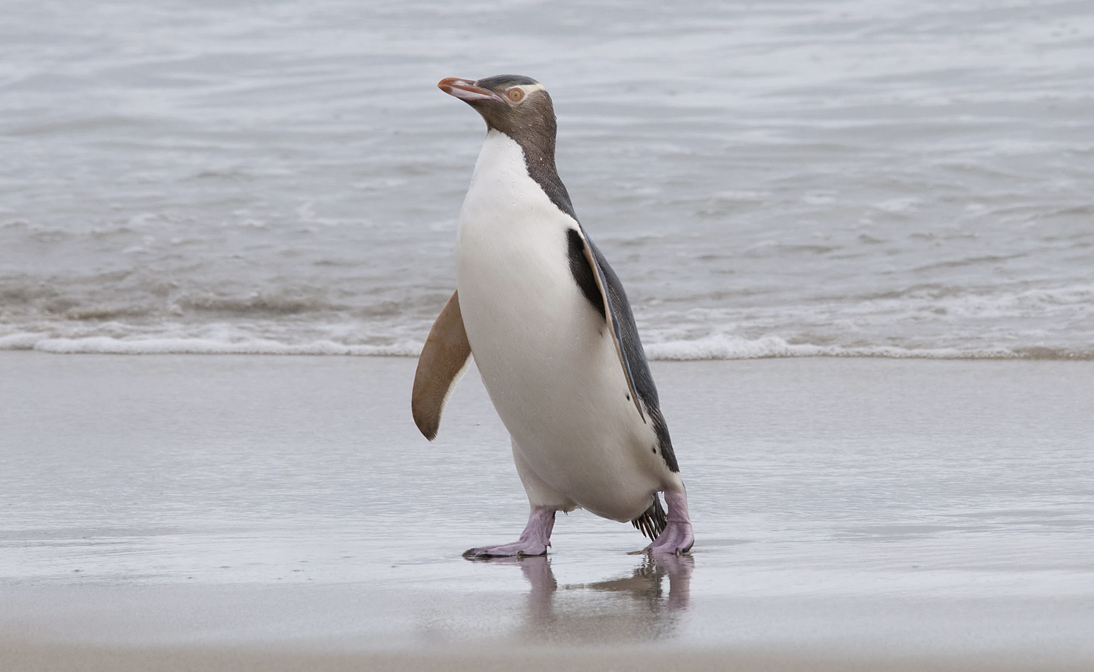 Yellow-eyed and smelly: Bird of the Year