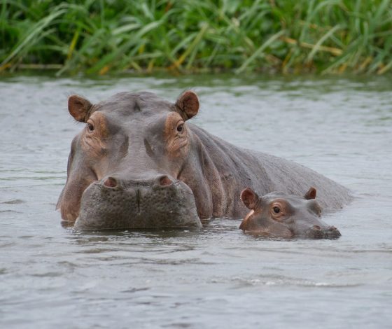 Бегемотик стал звездой Интернета. И вот почему