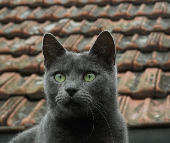 Физик вывел уравнение движения кота: подробности