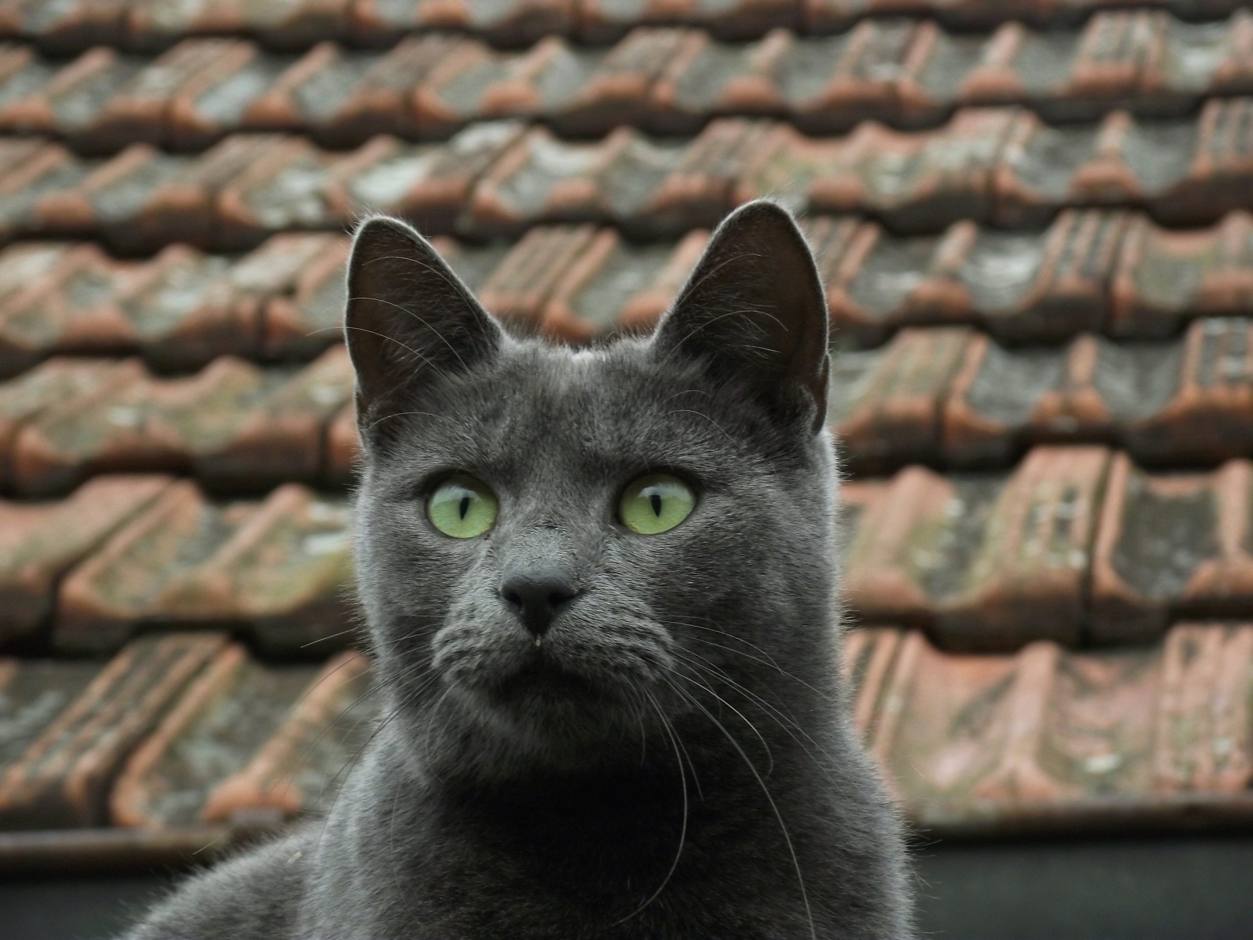 A physicist derived the equation of motion of a cat: details