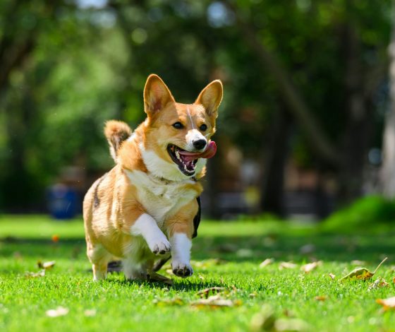 На Патриарших прудах прошла свадьба двух корги за 700 тысяч рублей. Смотри видео