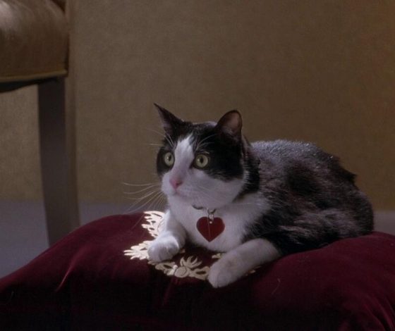 У нас есть Папа: забавный тренд из TikTok