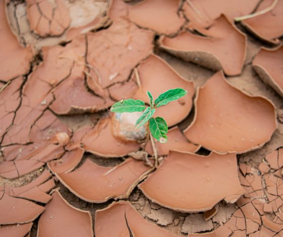 В ближайшие 25 лет человечество столкнется с кризисом еды из-за нехватки воды