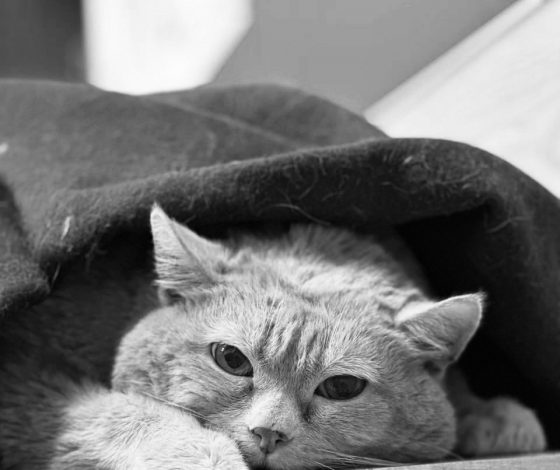 Страдающий ожирением кот Крошик умер