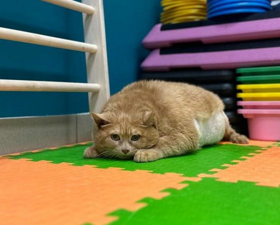 Страдающий ожирением кот Крошик похудел еще на несколько килограммов: фото