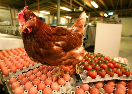 Ученый съел 720 яиц ради науки. Вот что с ним случилось