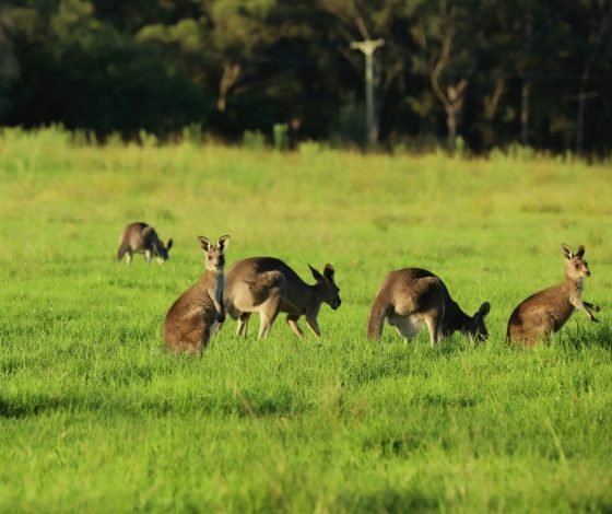 Задержан подозреваемый в краже кенгурят из российских зоопарков. Это вор-форточник